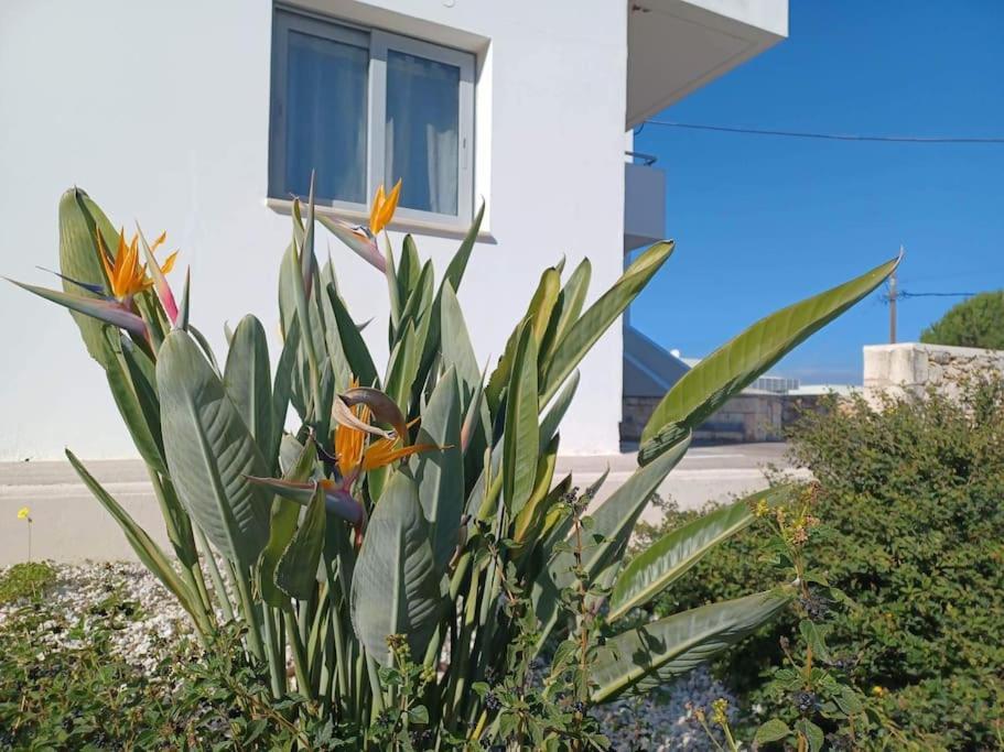 Apartament Mini *